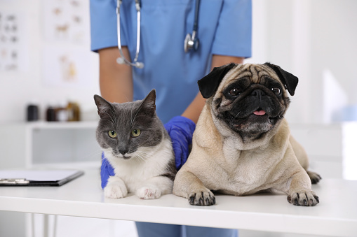 Pourquoi est-il important de consulter un veterinaire ?