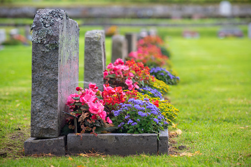 Des fleurs de cimetière à privilégier en hiver